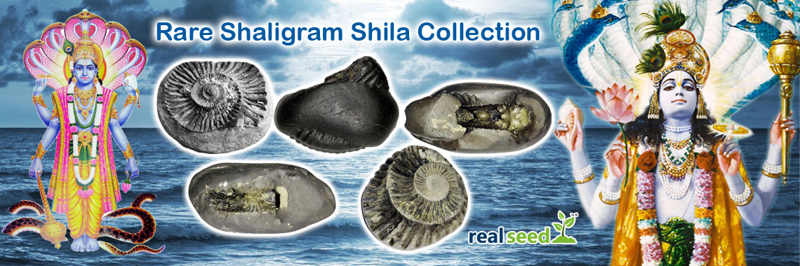 Rare Shaligram Collection