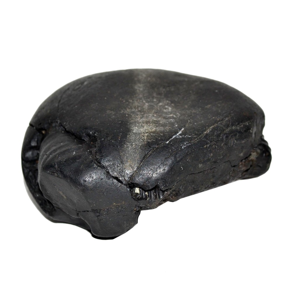 Laxmi Narayan Shaligram Shila from Gandaki River, Nepal | Size - 10 x 8.5 x 5 CMS | Weight - 553.00 GMS