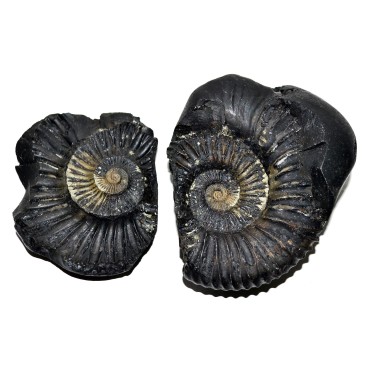 Laxmi Narayan Shaligram Shila from Gandaki River, Nepal | Size - 10 x 8.5 x 5 CMS | Weight - 553.00 GMS