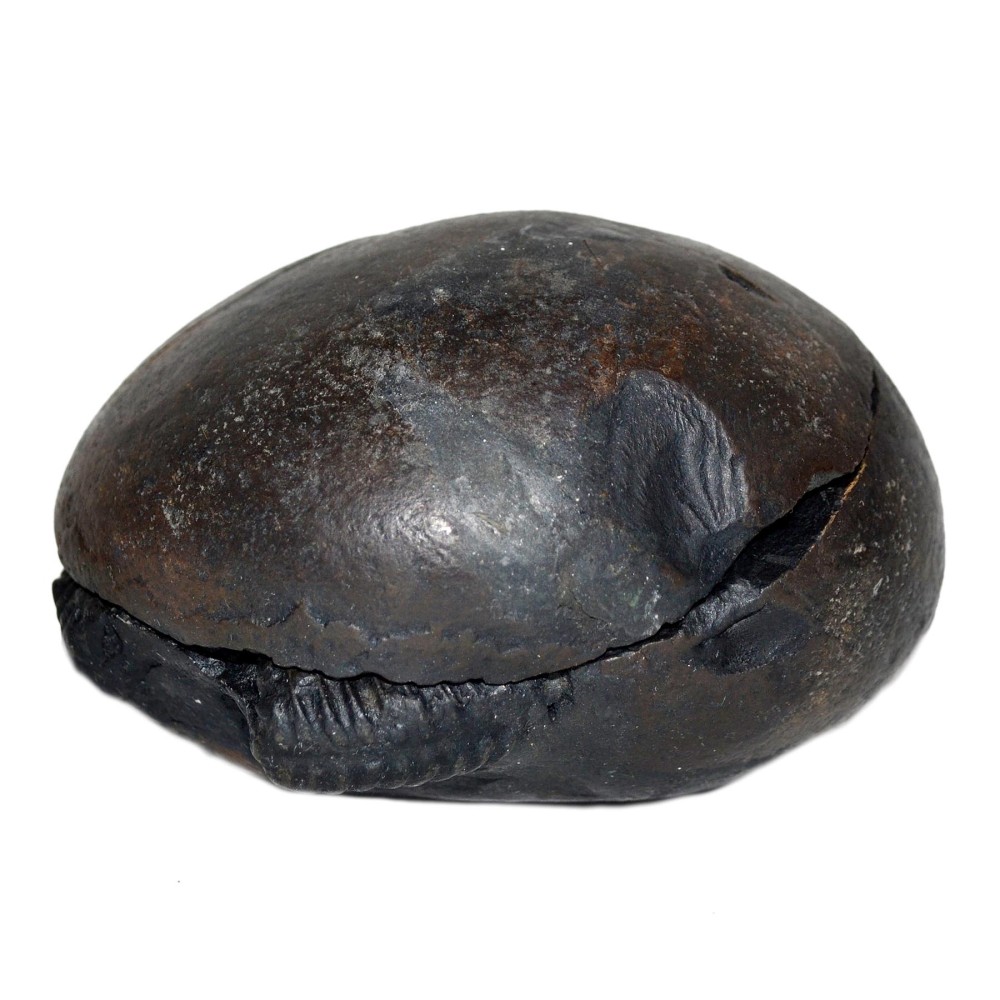 Laxmi Narayan Shaligram Shila from Gandaki River, Nepal | Size - 8.6 x 6.9 x 5.6 CMS | Weight - 483.00 GMS