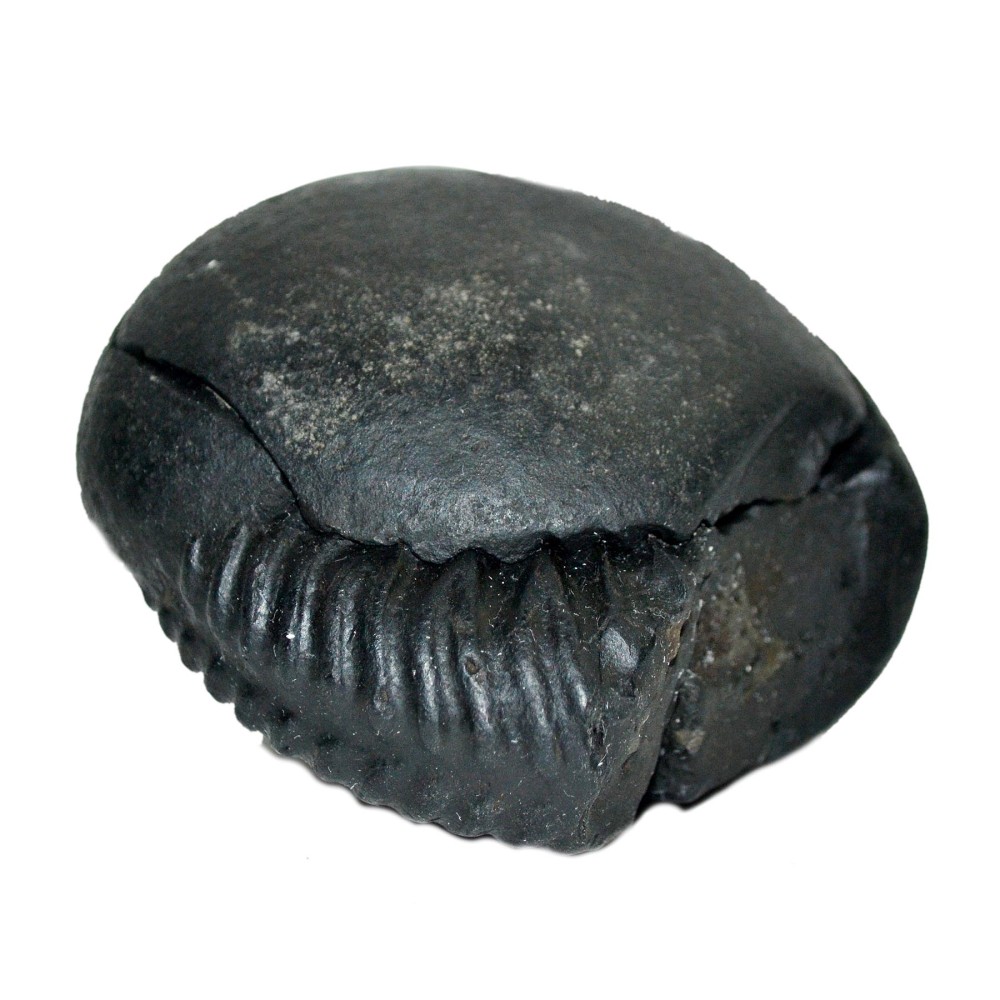 Laxmi Narayan Shaligram Shila from Gandaki River, Nepal | Size - 7.5 x 8 x 4.7 CMS | Weight - 353.00 GMS