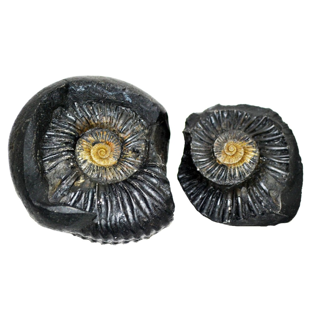 Laxmi Narayan Shaligram Shila from Gandaki River, Nepal | Size - 7.5 x 8 x 4.7 CMS | Weight - 353.00 GMS