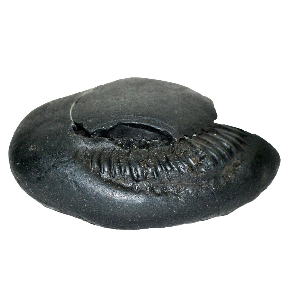 Laxmi Narayan Shaligram Shila from Gandaki River, Nepal | Size - 11.2 x 9 x 4.3 CMS | Weight - 487.00 GMS