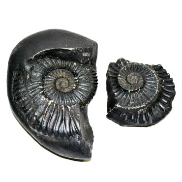 Laxmi Narayan Shaligram Shila from Gandaki River, Nepal | Size - 11.2 x 9 x 4.3 CMS | Weight - 487.00 GMS