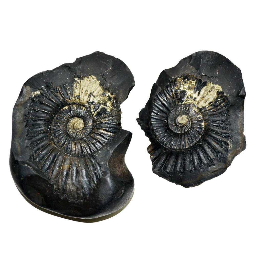 Laxmi Narayan Shaligram Shila from Gandaki River, Nepal | Size - 10 x 8 x 4.5 CMS | Weight - 394.00 GMS