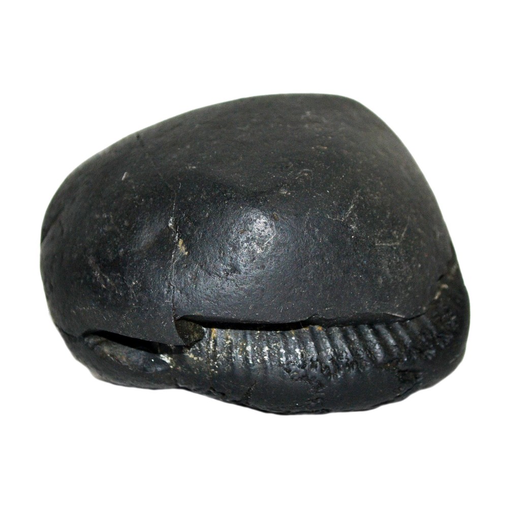 Laxmi Narayan Shaligram Shila from Gandaki River, Nepal  | Size - 7.7 x 7.5 x 5.7 CMS | Weight - 390.00 GMS