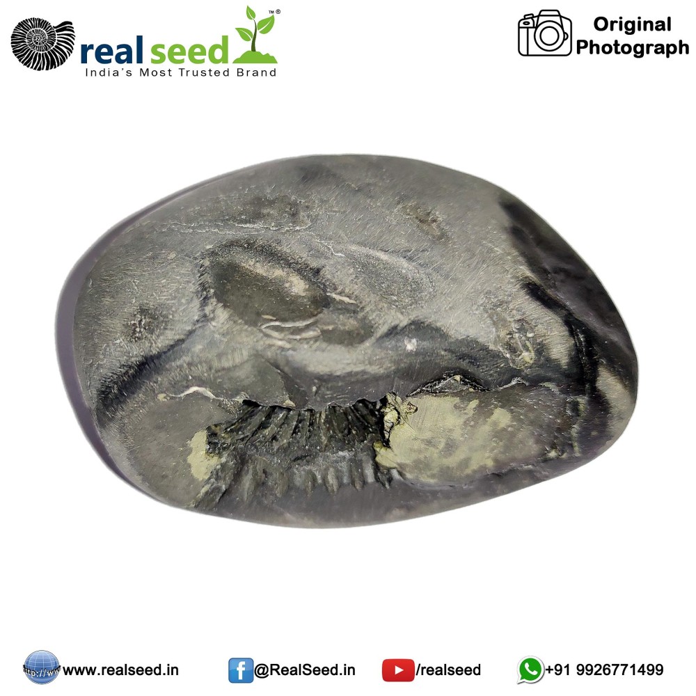 Laxmi Narayana Shaligram Shila (Open Chakra) from Gandaki River, Nepal | Size - 7 x 3.7 x 4.7 CMS Weight - 175 GMS