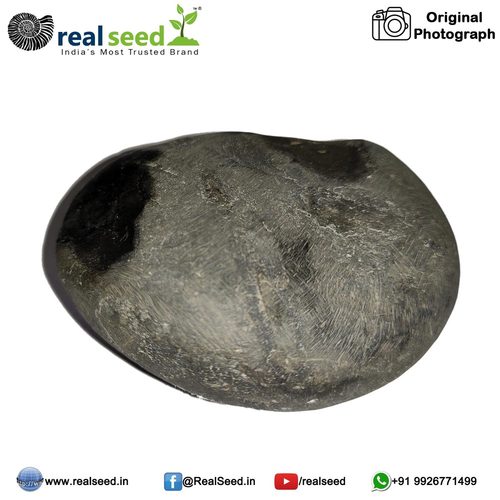 Laxmi Narayana Shaligram Shila (Open Chakra) from Gandaki River, Nepal | Size - 7 x 3.7 x 4.7 CMS Weight - 175 GMS