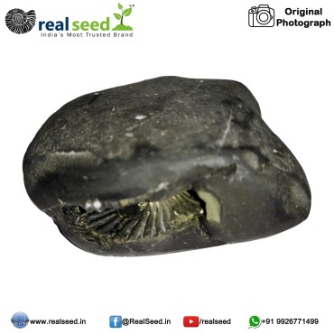 Laxmi Narayana Shaligram Shila (Open Chakra) from Gandaki River, Nepal | Size - 7 x 3.1 x 5.1 CMS Weight - 168 GMS