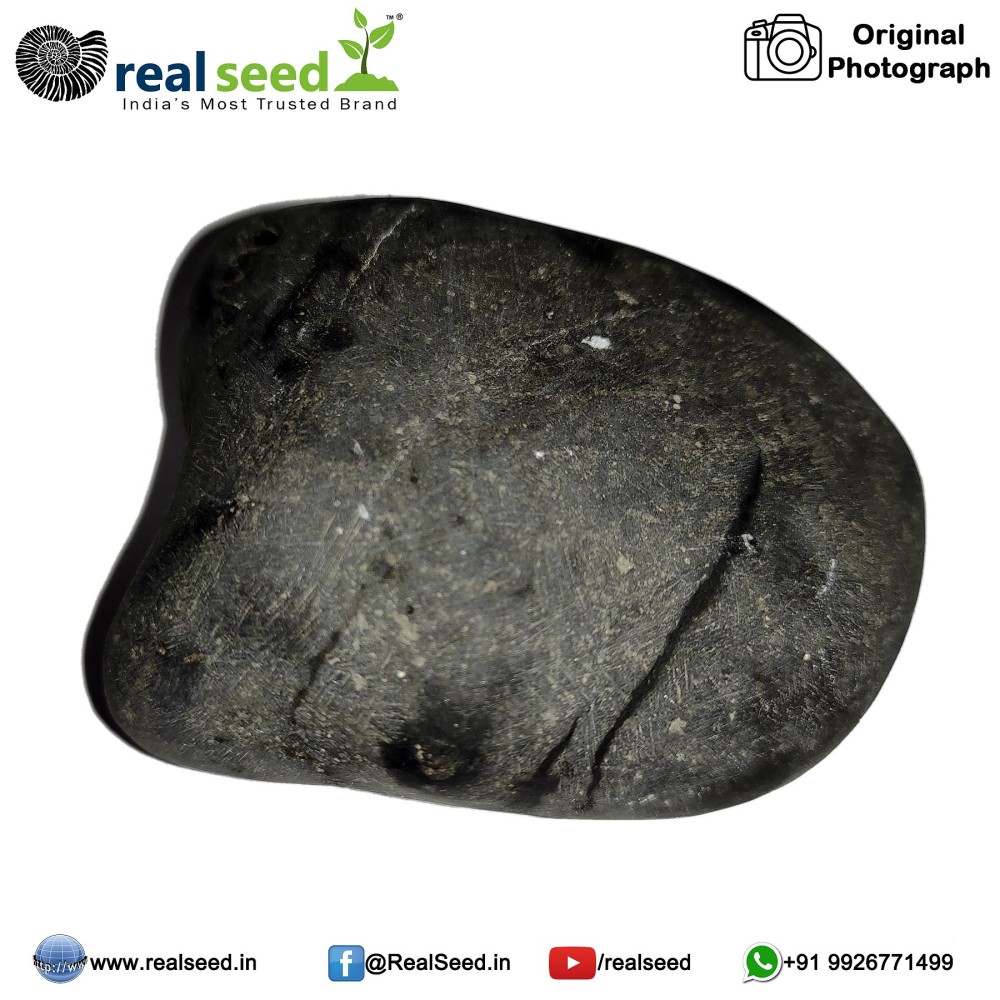 Laxmi Narayana Shaligram Shila (Open Chakra) from Gandaki River, Nepal | Size - 7 x 3.1 x 5.1 CMS Weight - 168 GMS