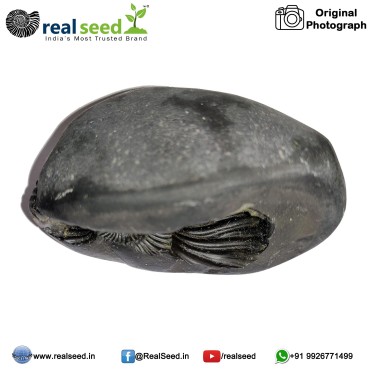 Laxmi Narayana Shaligram Shila (Open Chakra) from Gandaki River, Nepal | Size - 6.4 x 3.3 x 3.2 CMS Weight - 110 GMS