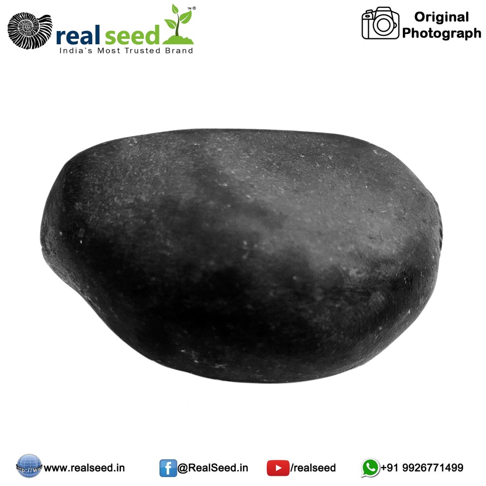 Laxmi Narayana Shaligram Shila (Open Chakra) from Gandaki River, Nepal | Size - 6.4 x 3.3 x 3.2 CMS Weight - 110 GMS