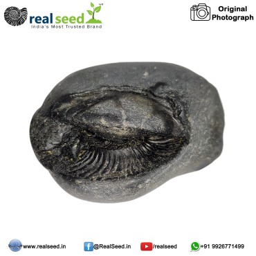 Laxmi Narayana Shaligram Shila (Open Chakra) from Gandaki River, Nepal | Size - 5.9 x 3.0 x 5.4 CMS Weight - 102 GMS