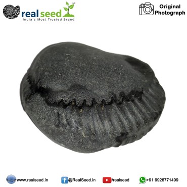 Laxmi Narayana Shaligram Shila (Open Chakra) from Gandaki River, Nepal | Size - 5.9 x 3.0 x 5.4 CMS Weight - 102 GMS