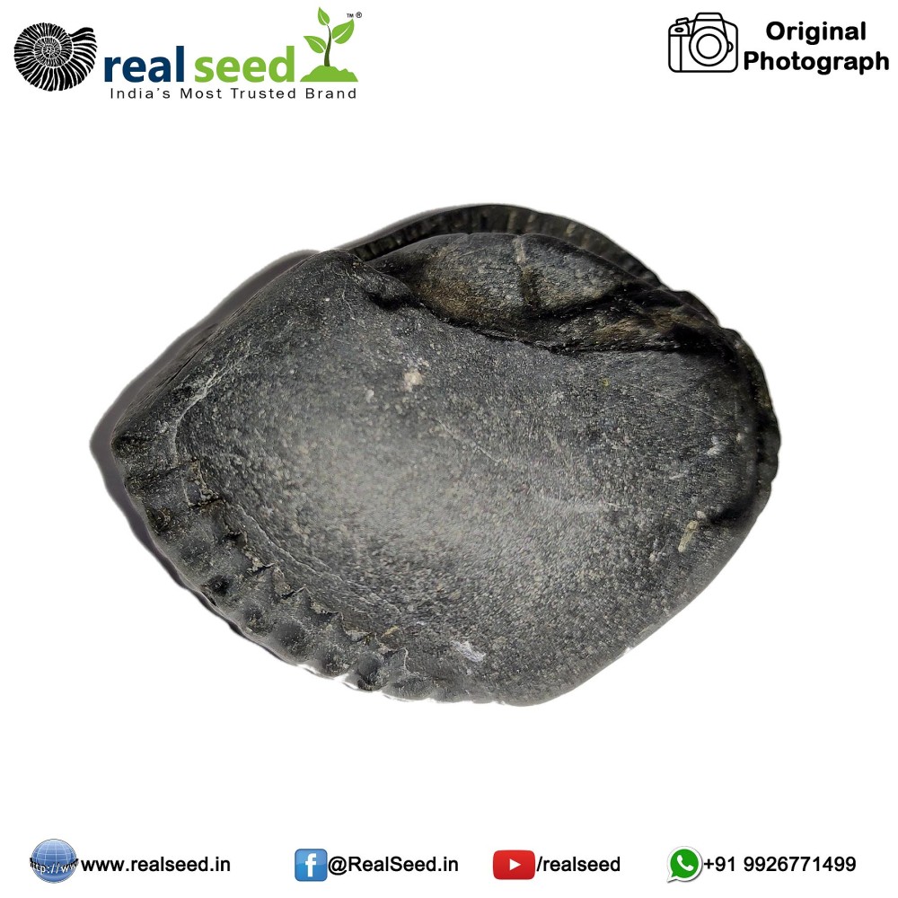 Laxmi Narayana Shaligram Shila (Open Chakra) from Gandaki River, Nepal | Size - 5.9 x 3.0 x 5.4 CMS Weight - 102 GMS