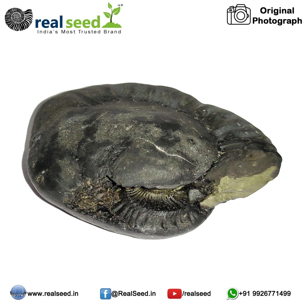 Laxmi Narayana Shaligram Shila (Open Chakra) from Gandaki River, Nepal | Size - 6.5 x 3.1 x 5.2 CMS Weight - 139.6 GMS