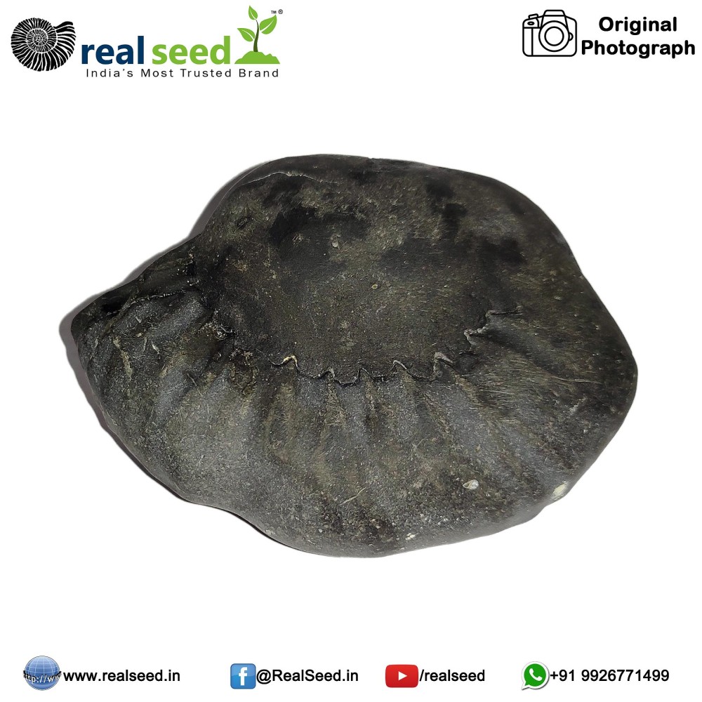 Laxmi Narayana Shaligram Shila (Open Chakra) from Gandaki River, Nepal | Size - 6.5 x 3.1 x 5.2 CMS Weight - 139.6 GMS