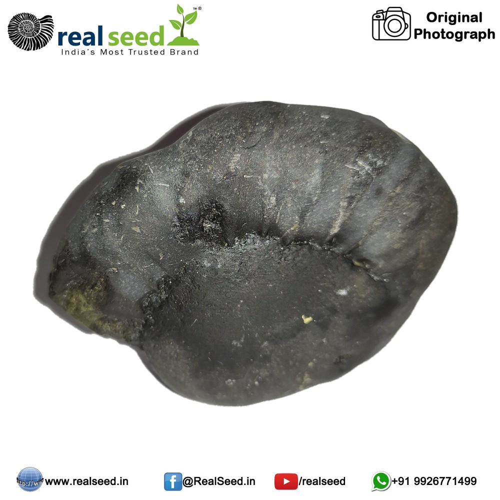 Laxmi Narayana Shaligram Shila (Open Chakra) from Gandaki River, Nepal | Size - 6.5 x 3.1 x 5.2 CMS Weight - 139.6 GMS