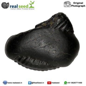 Matsya (Fish) Shaligram Shila from Gandaki River, Nepal | Size - 6.5 x 5 x 3 CMS Weight - 110.6 GMS