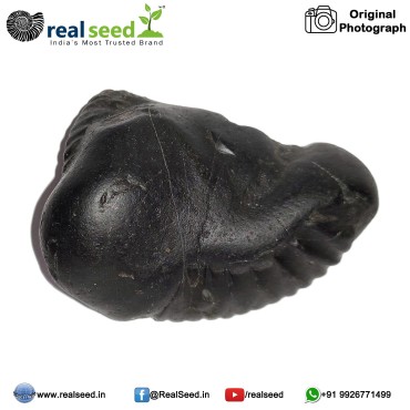 Matsya (Fish) Shaligram Shila from Gandaki River, Nepal | Size - 6.5 x 5 x 3 CMS Weight - 110.6 GMS