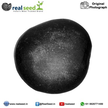 Laxmi Surya Sudarshan Shaligram Shila from Gandaki River, Nepal | Size - 5.5 x 5.5 x 2 CMS Weight - 71.1 GMS