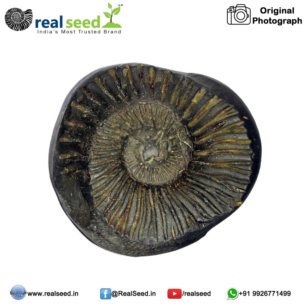 Laxmi Surya Sudarshan Shaligram Shila from Gandaki River, Nepal | Size - 5.1 x 4.8 x 2.1 CMS Weight - 61.8 GMS