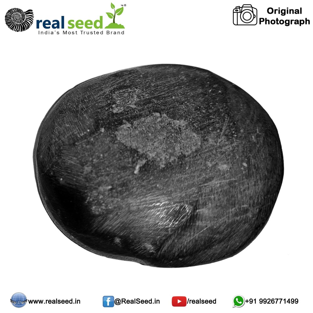 Laxmi Surya Sudarshan Shaligram Shila from Gandaki River, Nepal | Size - 5.1 x 4.8 x 2.1 CMS Weight - 61.8 GMS